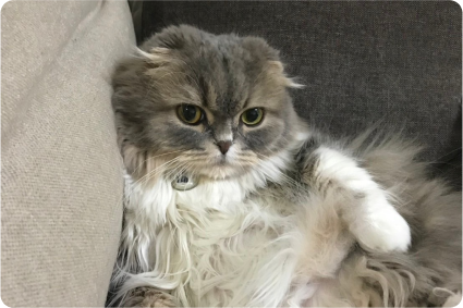 利用者の猫の画像