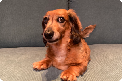 利用者の猫の画像